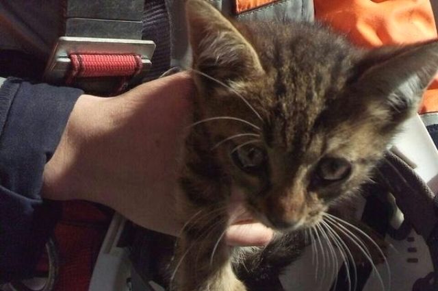 Северная столица полна добра: необычные судьбы петербургских зверей Северная столица полна добра: необычные судьбы петербургских зверей